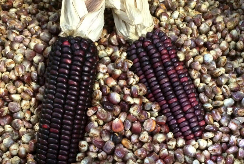 Native pujagua corn